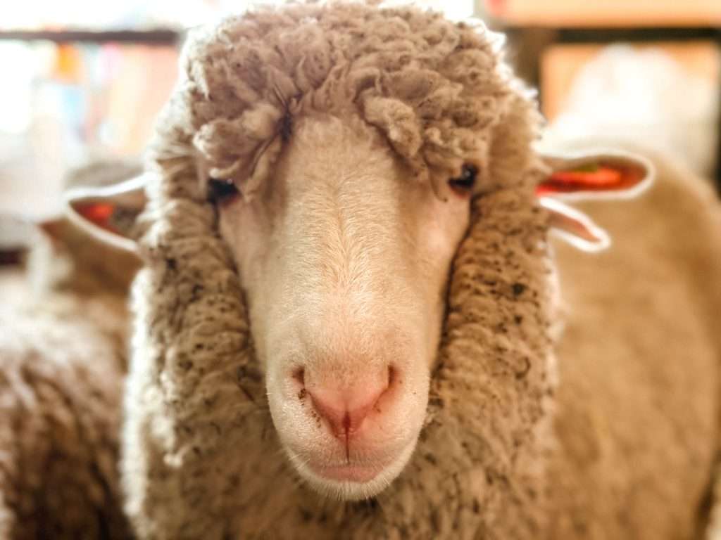 Close-up portrait of sheep's face at Rhinebeck Sheep and Wool Festival, looking straight at camera