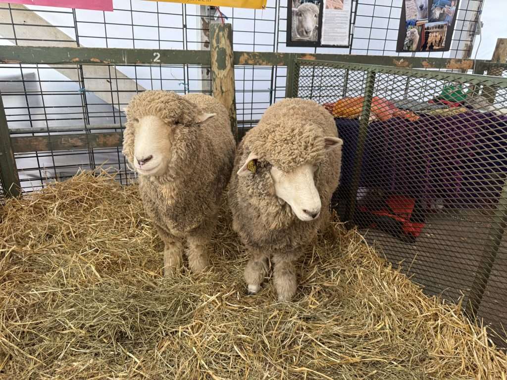 Two sheep in barn stall at Rhinebeck Sheep and Wool Festival, looking at camera through pen fencing